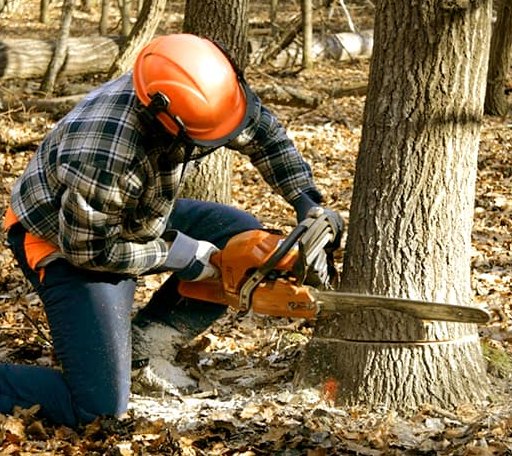 Tree Removal in Bluffton, GA